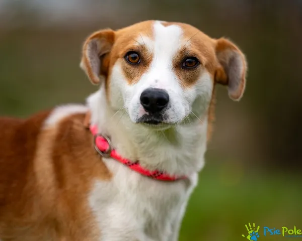 Znaleziono psa, Racławice, 17 października 2025 (2/5)