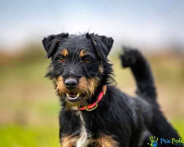 Znaleziono psa, Racławice, 15 października 2025 (1/5)