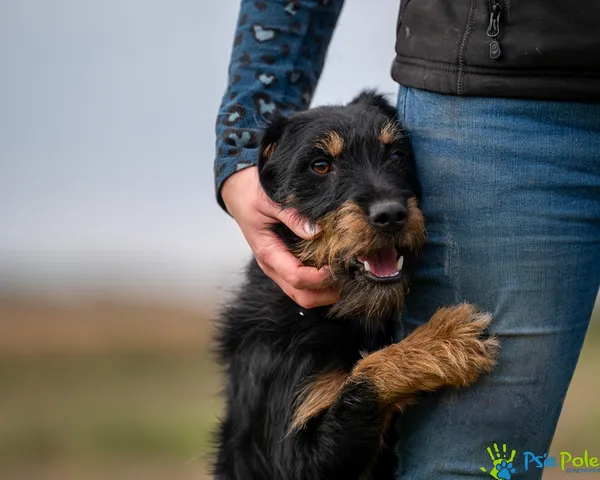 Znaleziono psa, Racławice, 15 października 2025 (3/5)