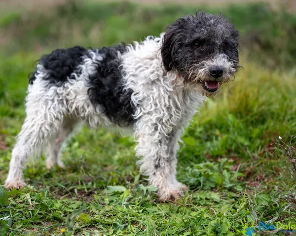 Znaleziono psa, Racławice, 15 października 2025 (2/5)