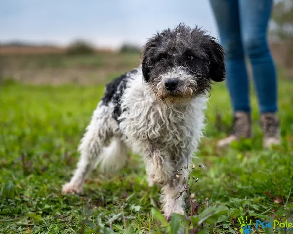 Znaleziono psa, Racławice, 15 października 2025 (3/5)