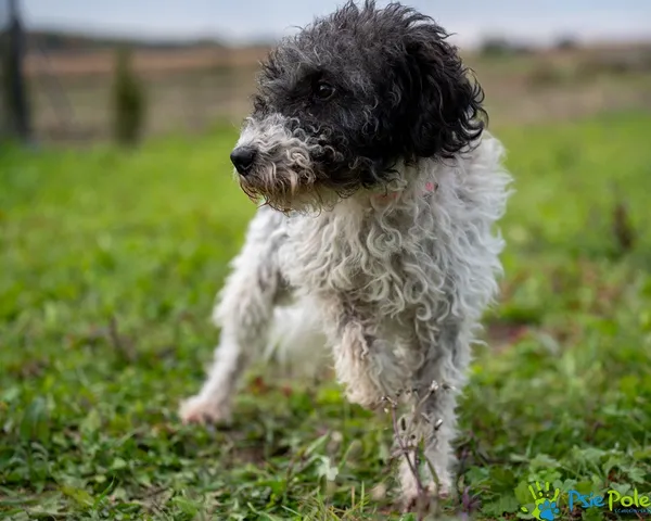 Znaleziono psa, Racławice, 15 października 2025 (4/5)