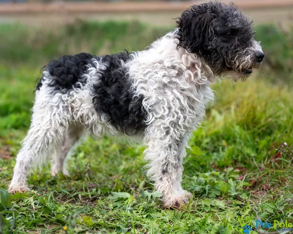 Znaleziono psa, Racławice, 17 grudnia 2025 (1/5)