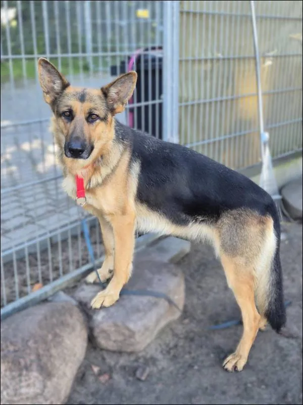 Znaleziono psa, Grudziądz, 1 października 2025