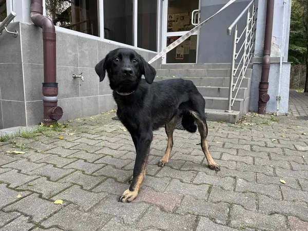 Pies do adopcji, Włocławek, 21 października 2025 (1/2)