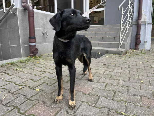 Pies do adopcji, Włocławek, 21 października 2025 (2/2)