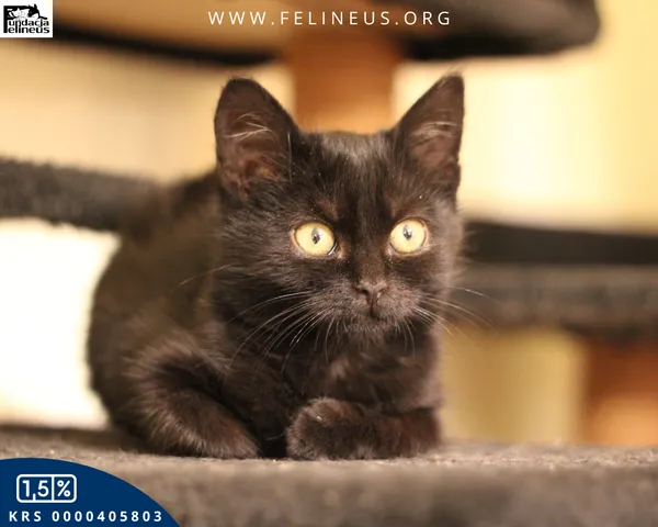 Kot do adopcji, Malawa, 22 października 2025 (2/6)