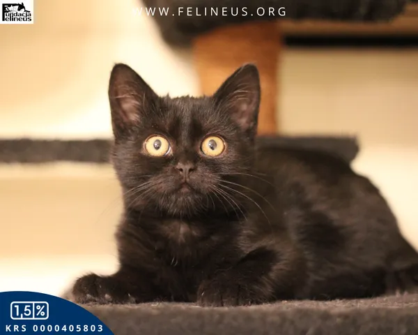 Kot do adopcji, Malawa, 22 października 2025 (3/6)