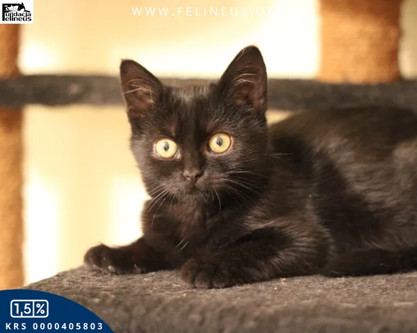 Kot do adopcji, Malawa, 22 października 2025 (5/6)