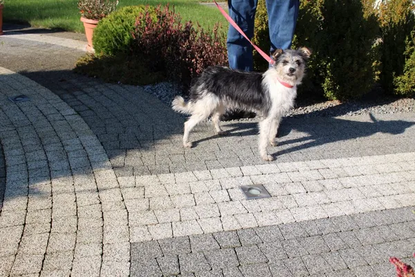 Znaleziono psa, Ciosny, 21 października 2025