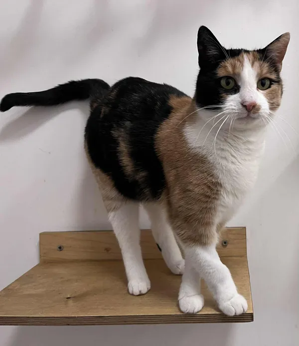 Kot do adopcji, Włocławek, 22 października 2025 (5/5)