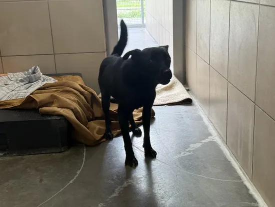 Pies do adopcji, Kraków, 7 października 2025