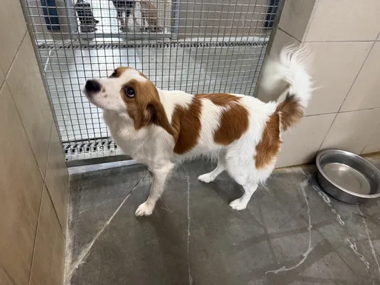 Pies do adopcji, Kraków, 7 października 2025