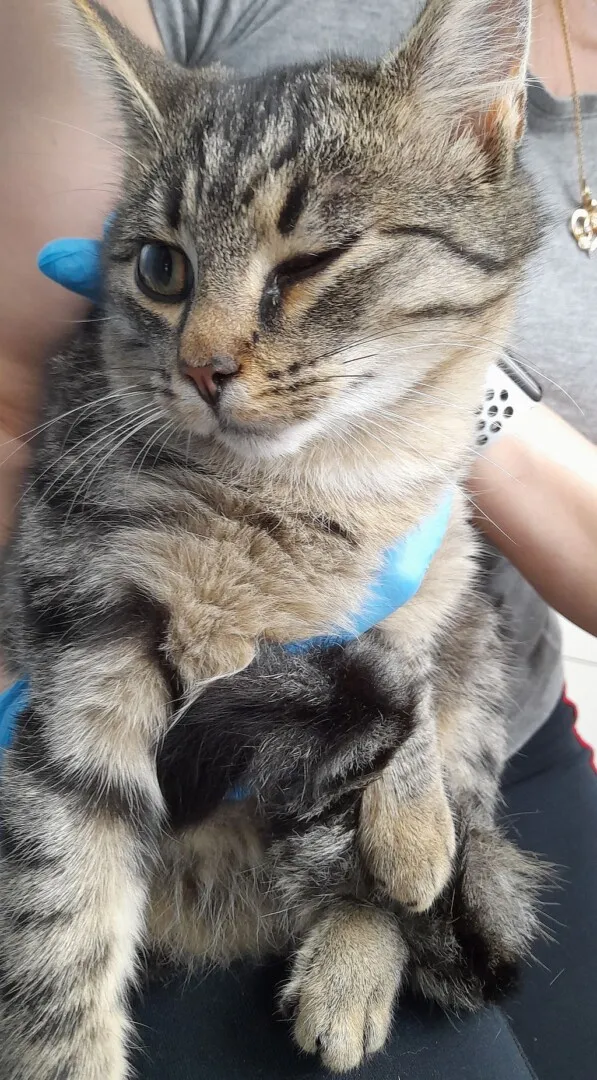 Znaleziono kota, Gdańsk, 22 października 2025