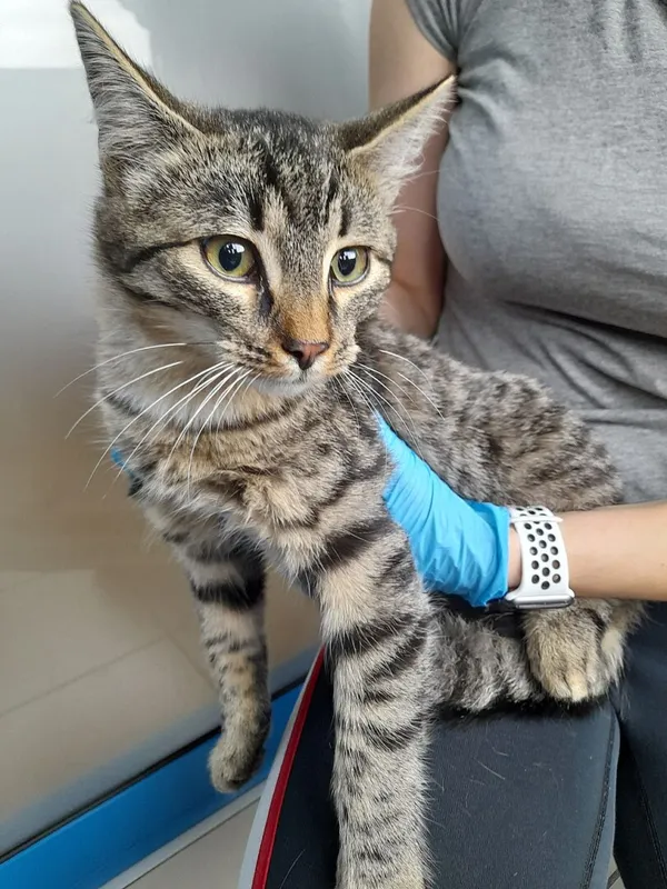 Znaleziono kota, Gdańsk, 22 października 2025