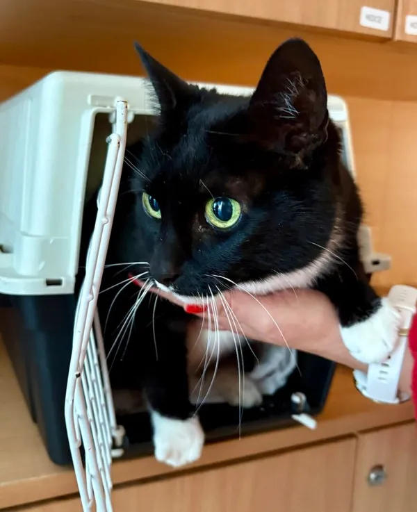 Znaleziono kota, Gdańsk, 22 października 2025