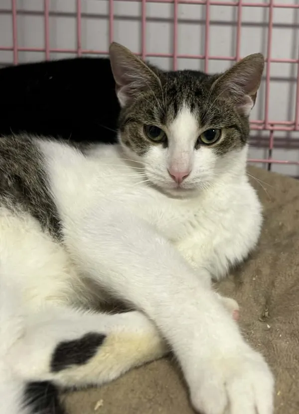 Kot do adopcji, Zgierz, 22 października 2025 (1/5)