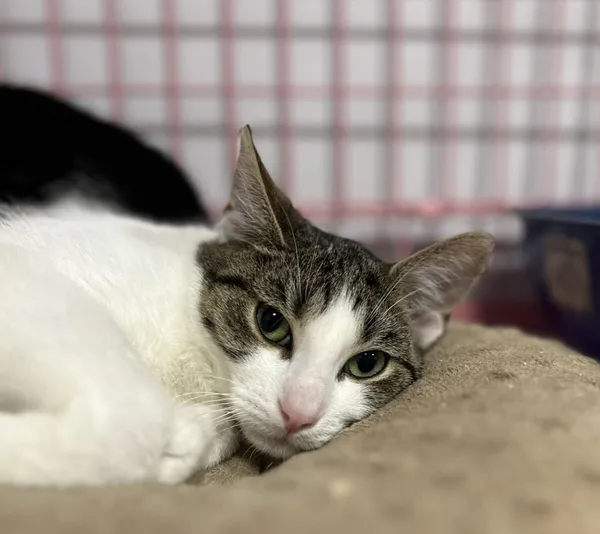 Kot do adopcji, Zgierz, 22 października 2025 (2/5)