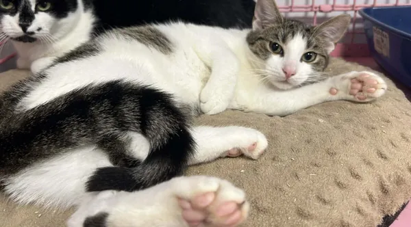 Kot do adopcji, Zgierz, 22 października 2025 (3/5)