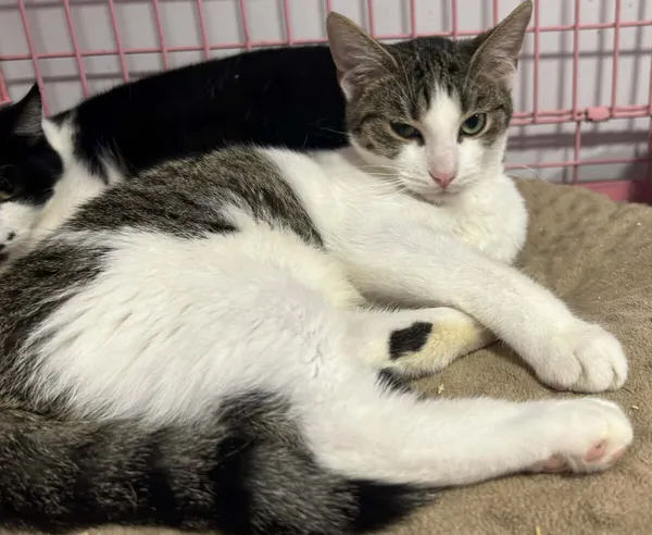 Kot do adopcji, Zgierz, 22 października 2025 (4/5)