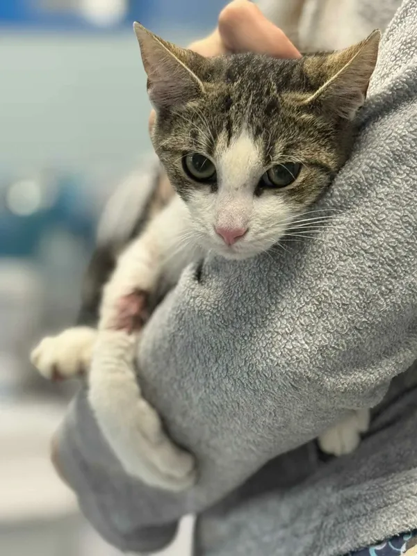 Kot do adopcji, Zgierz, 22 października 2025 (5/5)