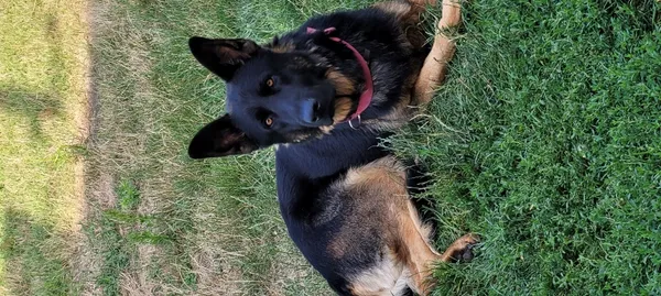 Zaginął pies, Łódź, 22 października 2025