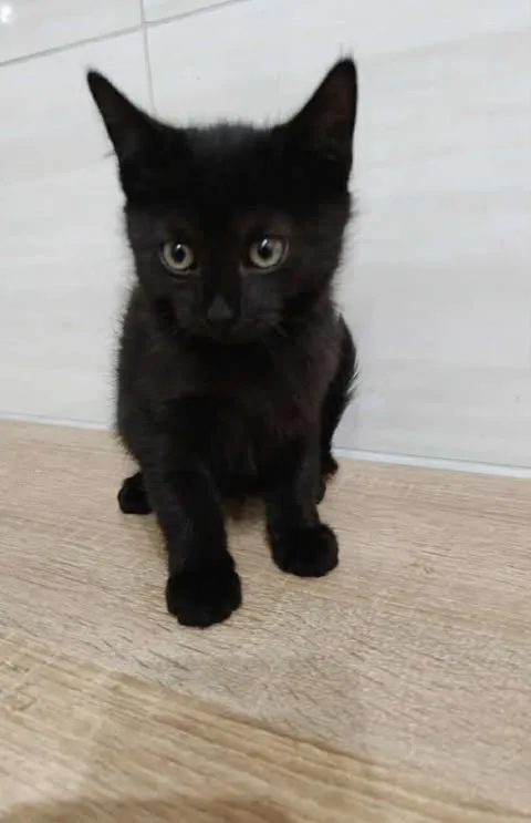 Znaleziono kota, Czartki, 22 października 2025