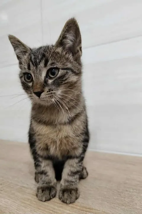 Znaleziono kota, Czartki, 22 października 2025