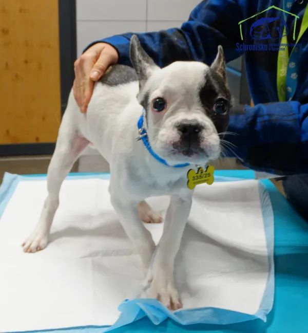 Znaleziono psa, Szczecin, 22 października 2025 (2/2)