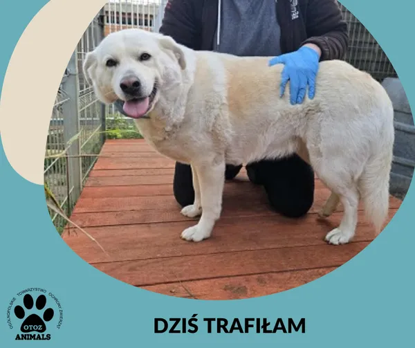 Znaleziono psa, Dąbrówka, 21 października 2025