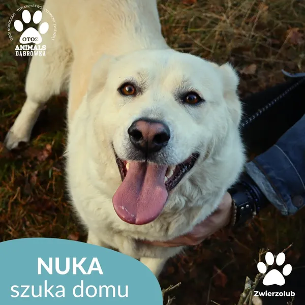 Znaleziono psa, Dąbrówka, 23 grudnia 2025 (1/4)