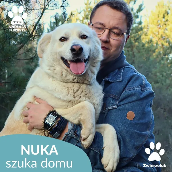 Znaleziono psa, Dąbrówka, 23 grudnia 2025 (2/4)