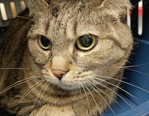 Znaleziono kota, Bydgoszcz, 21 października 2025