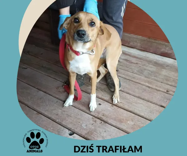 Znaleziono psa, Dąbrówka, 20 października 2025