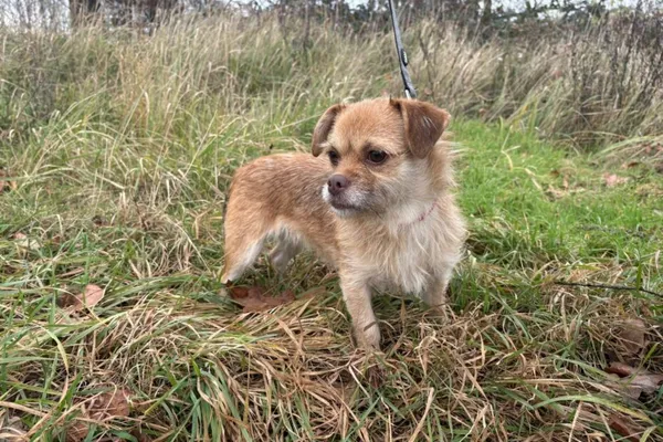 Znaleziono psa, Henrykowo, 18 października 2025 (1/4)