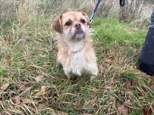 Znaleziono psa, Henrykowo, 18 października 2025 (2/4)