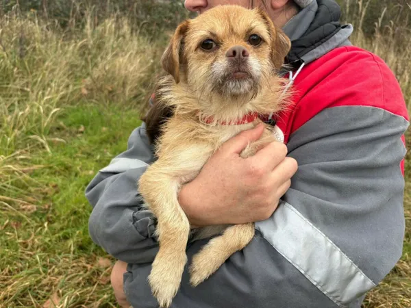 Znaleziono psa, Henrykowo, 18 października 2025 (3/4)