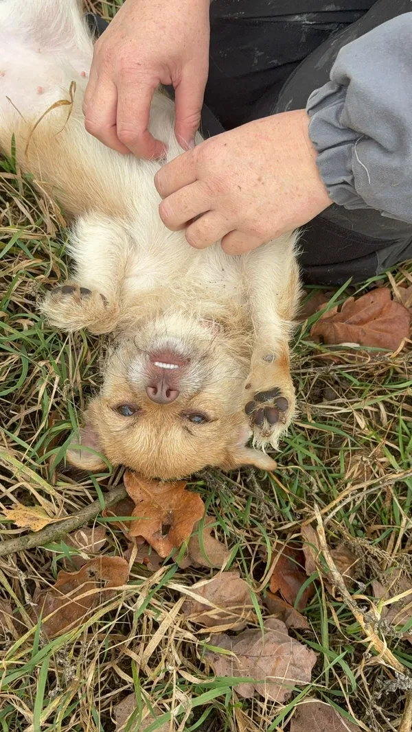 Znaleziono psa, Henrykowo, 18 października 2025 (4/4)