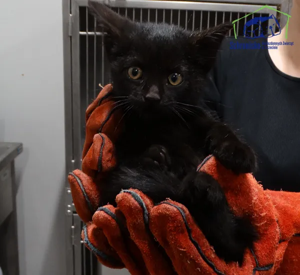 Znaleziono kota, Szczecin, 23 października 2025