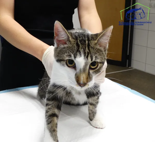 Znaleziono kota, Szczecin, 22 października 2025 (1/2)