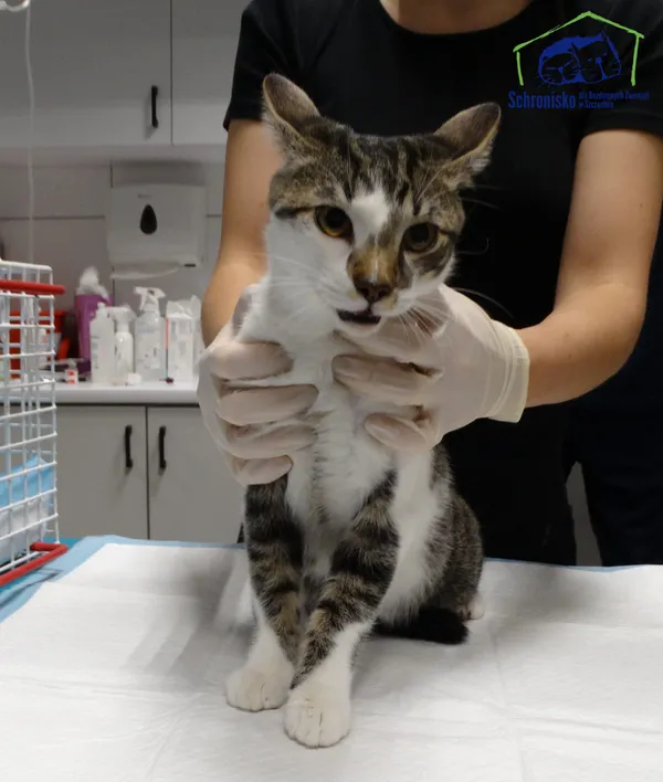 Znaleziono kota, Szczecin, 22 października 2025 (2/2)