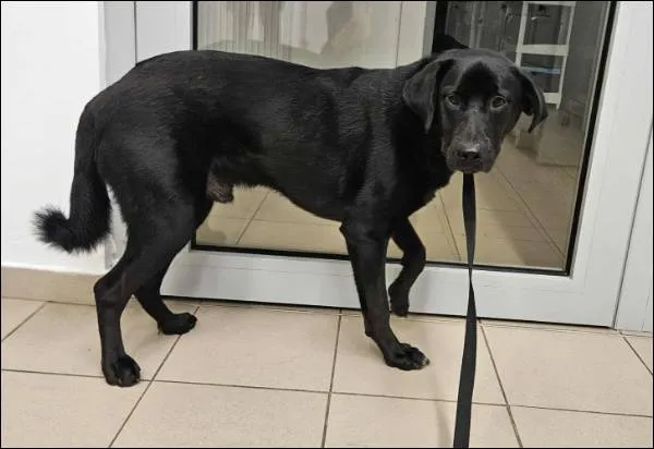 Znaleziono psa, Grudziądz, 22 października 2025