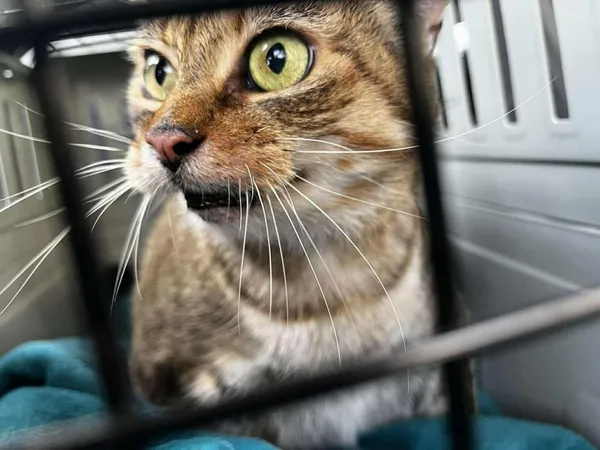 Znaleziono kota, Toruń, 22 października 2025