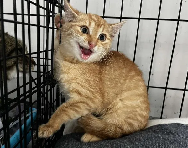 Znaleziono kota, Toruń, 22 października 2025