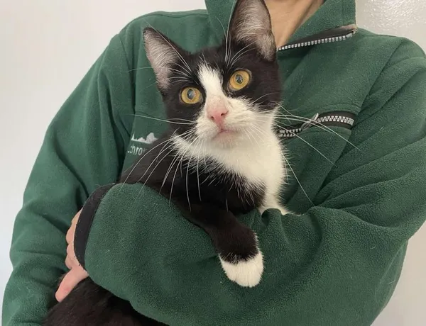 Znaleziono psa, Toruń, 22 października 2025