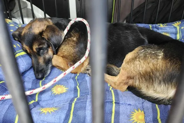 Znaleziono psa, Toruń, 22 października 2025