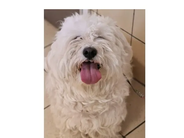 Znaleziono psa, Wrocław, 22 października 2025