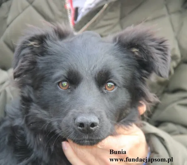 Pies do adopcji, Nowy Dwór Mazowiecki, 22 października 2025 (1/5)