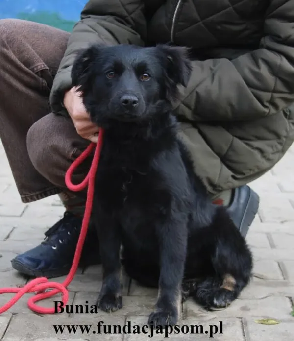 Pies do adopcji, Nowy Dwór Mazowiecki, 22 października 2025 (2/5)