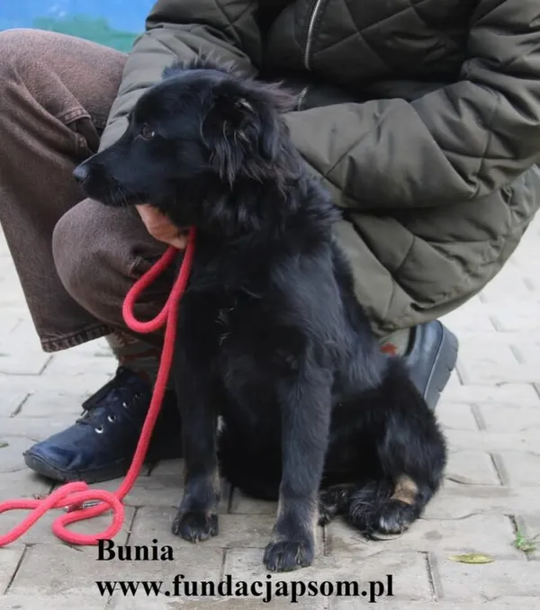 Pies do adopcji, Nowy Dwór Mazowiecki, 22 października 2025 (5/5)